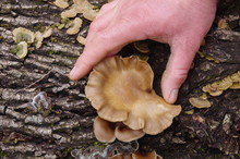 Picking Wild Oyster Mushroom