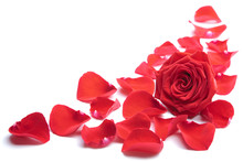 Red Rose Petals Isolated