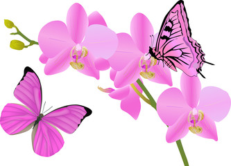 pink orchid flowers and two butterflies