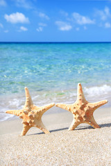 Canvas Print - holiday concept - two sea-stars walking on sand beach against wa