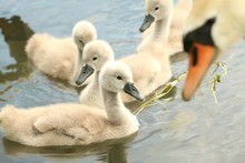 Family Of Young Swans In The Care Of His Mother