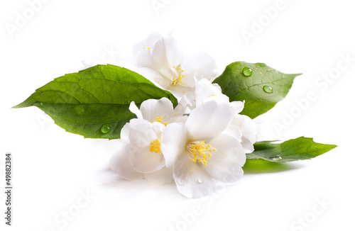 Photographie jasmine white flower isolated on white background