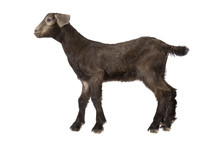 Young Goat Kid Standing In Front Of A White Background.