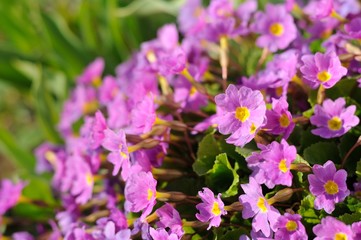 Wall Mural - Pink Primrose (Primula) Flowers in Garden