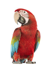Green-winged Macaw, Ara Chloropterus, 1 Year Old