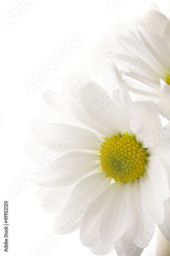 Naklejka - mata magnetyczna na lodówkę White chrysanthemum.