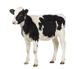 Poster - Calf, 8 months old, looking away in front of white background