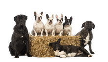 French Bulldogs Sitting On A Straw Bale And Crossbreeds Sitting