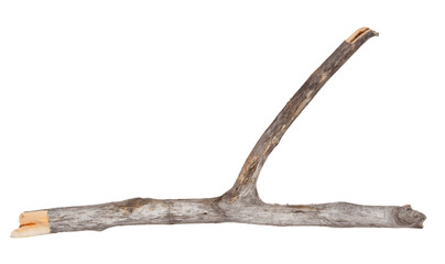 dry tree branch