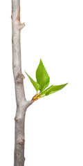 dry branch with leaf buds