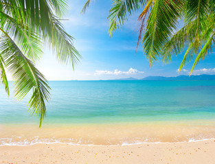 Wall Mural - palm and tropical beach