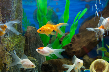 Gold fishes