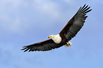 Wall Mural - African fish eagle