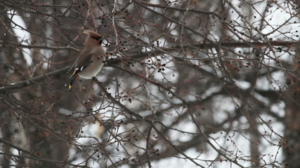 Wall Mural - Waxwing (Bombycilla garrulus)  on a wild apple