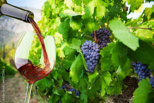 Fototapeta do kuchni Filling the glass with finest wine