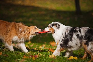 two dogs playing with a toy together