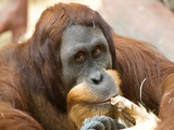 Fototapeta Zwierzęta - Portrait of adult bornean orangutan - Pongo Pygmaeus