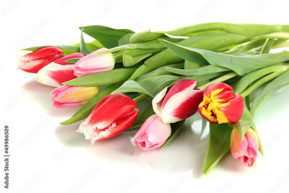 Beautiful tulips in bucket isolated on white