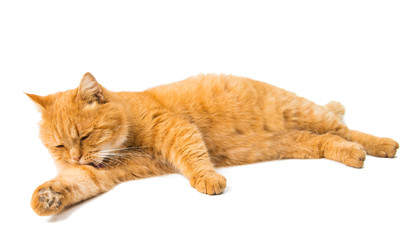 Sticker - ginger cat isolated