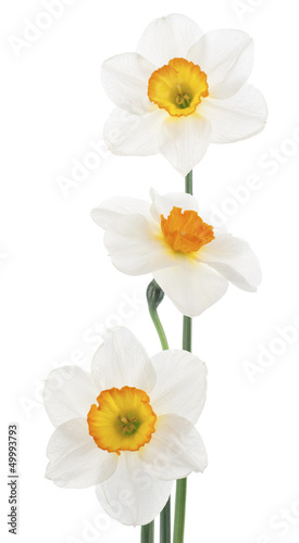 Naklejka - mata magnetyczna na lodówkę daffodil