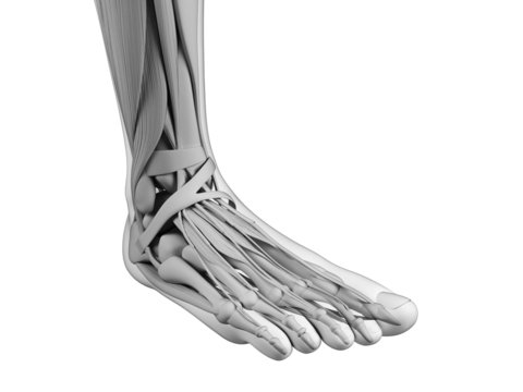 3d rendered illustration of the human foot