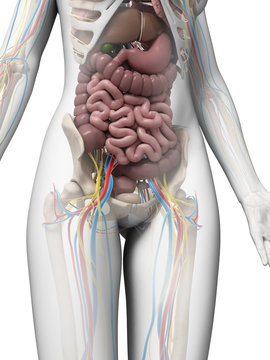 3d rendered illustration of the female anatomy