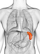 3d rendered illustration of the spleen