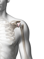 Wall Mural - 3d rendered illustration of a shoulder replacement