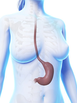 3d rendered illustration of the stomach