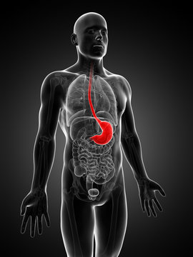 3d rendered illustration of the stomach
