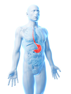 3d rendered illustration of the stomach