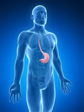 3d rendered illustration of the stomach