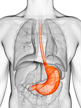 3d rendered illustration of a stomach