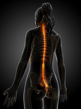 3d rendered illustration of the female nervous system.
