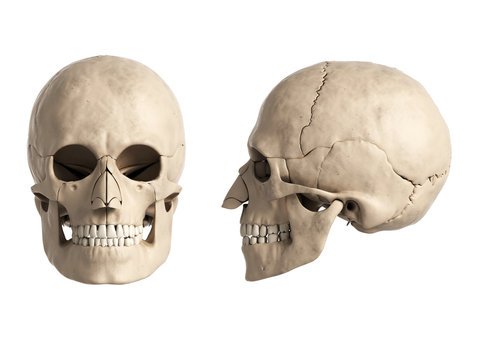 3d rendered illustration of the human skull