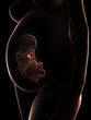 © Sebastian Kaulitzki - 3d rendered illustration of a pregnant woman