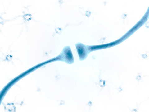 3d rendered illustration of a human receptor