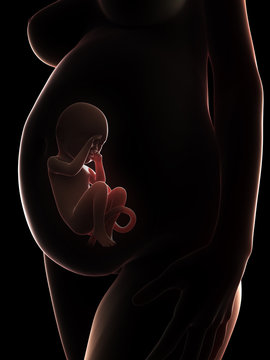3d rendered illustration of a pregnant woman