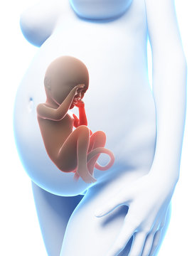 3d rendered illustration of a pregnant woman