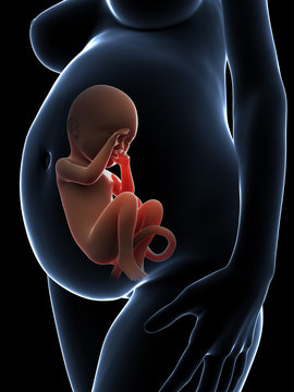 3d rendered illustration of a pregnant woman