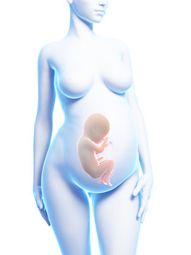 3d rendered illustration of a pregnant woman
