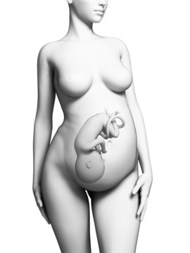 3d rendered illustration of a pregnant woman