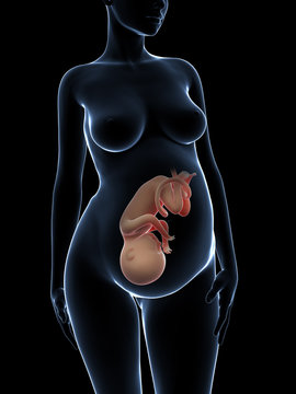 3d rendered illustration of a pregnant woman