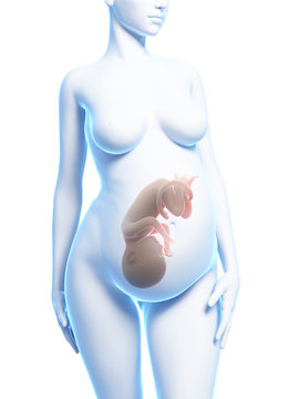 3d rendered illustration of a pregnant woman