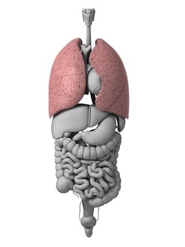 3d rendered illustration of the human organs