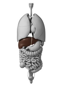 3d rendered illustration of the human organs