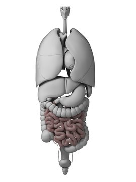 3d rendered illustration of the human organs