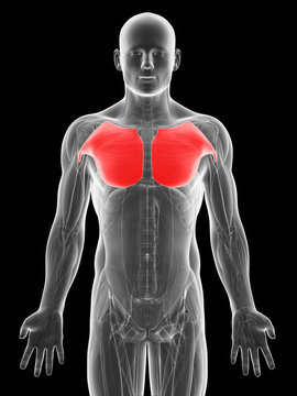 3d rendered illustration of the breast muscles