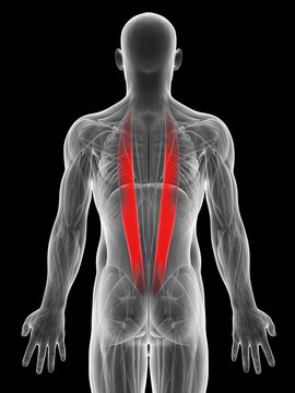 3d rendered illustration of the ilicostalis muscle