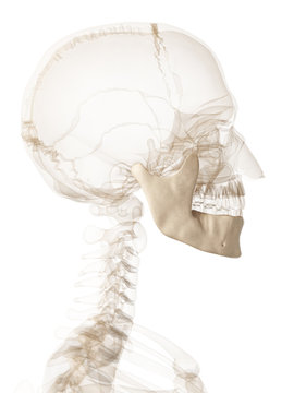 3d rendered illustration of the jawbone